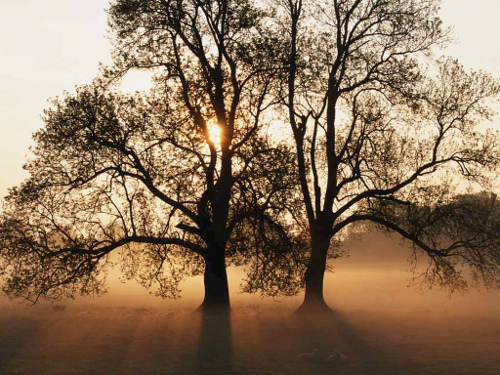 sunset trees
